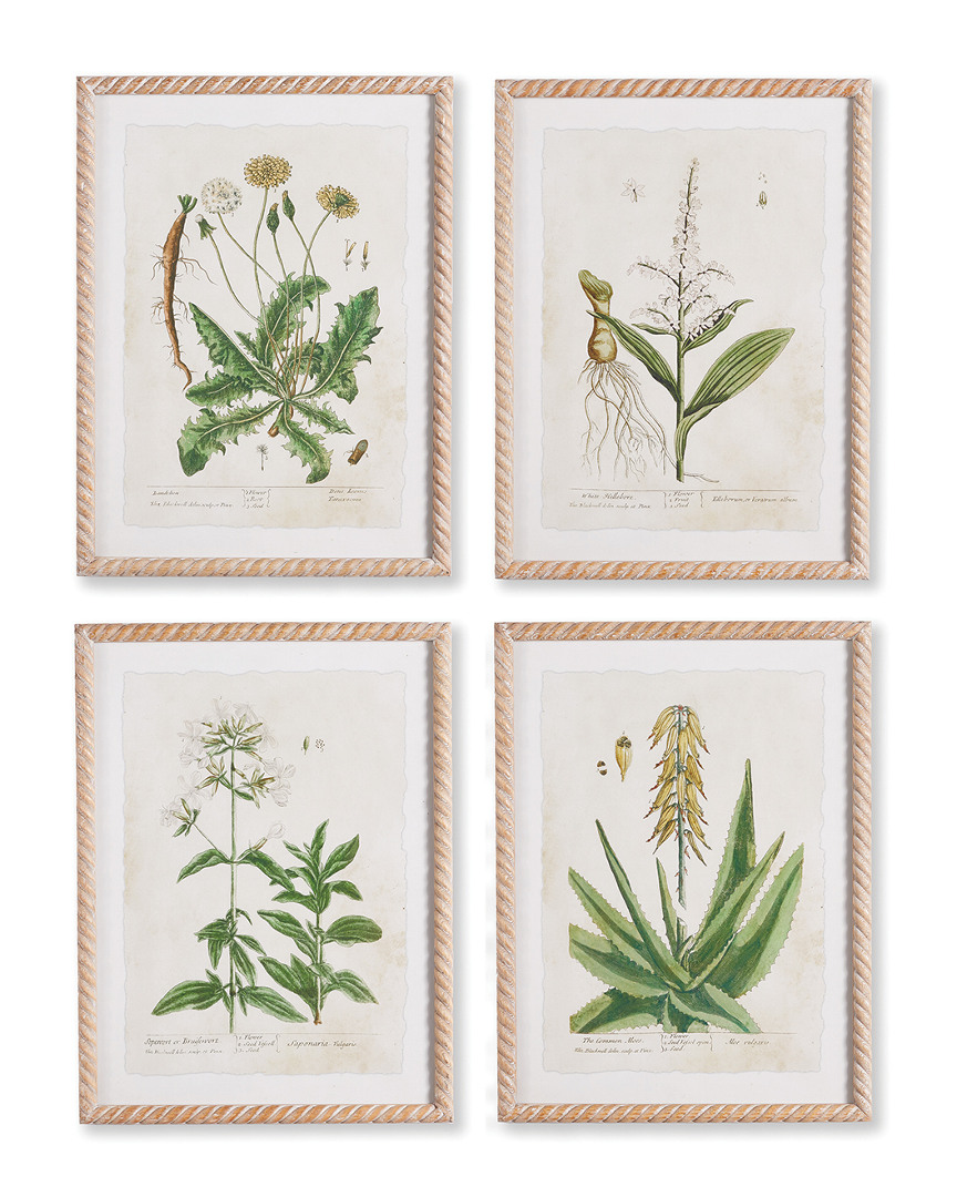 Napa Home & Garden Set Of 4 Vintage Botanical Study Prints