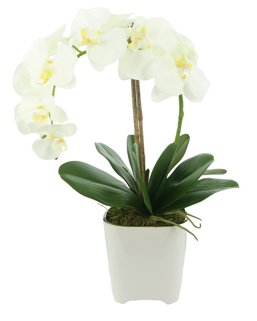 Creative Displays White Orchid Floral Arrangement