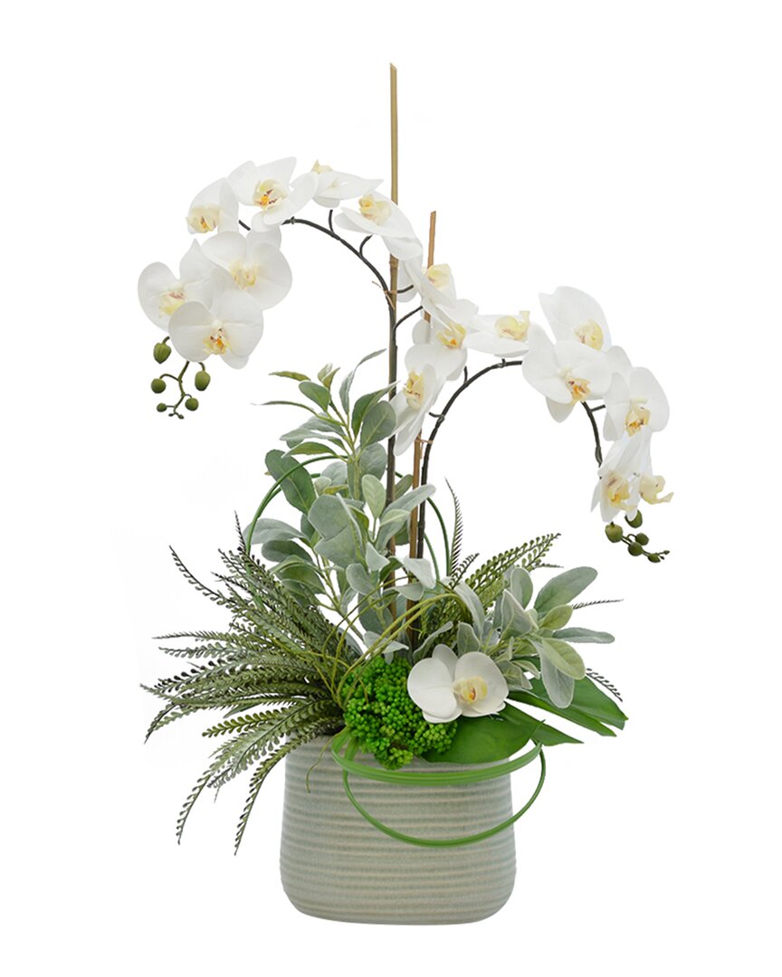 Creative Displays White Orchid, Lambs Ear & Fern Floral Arrangement In Multi