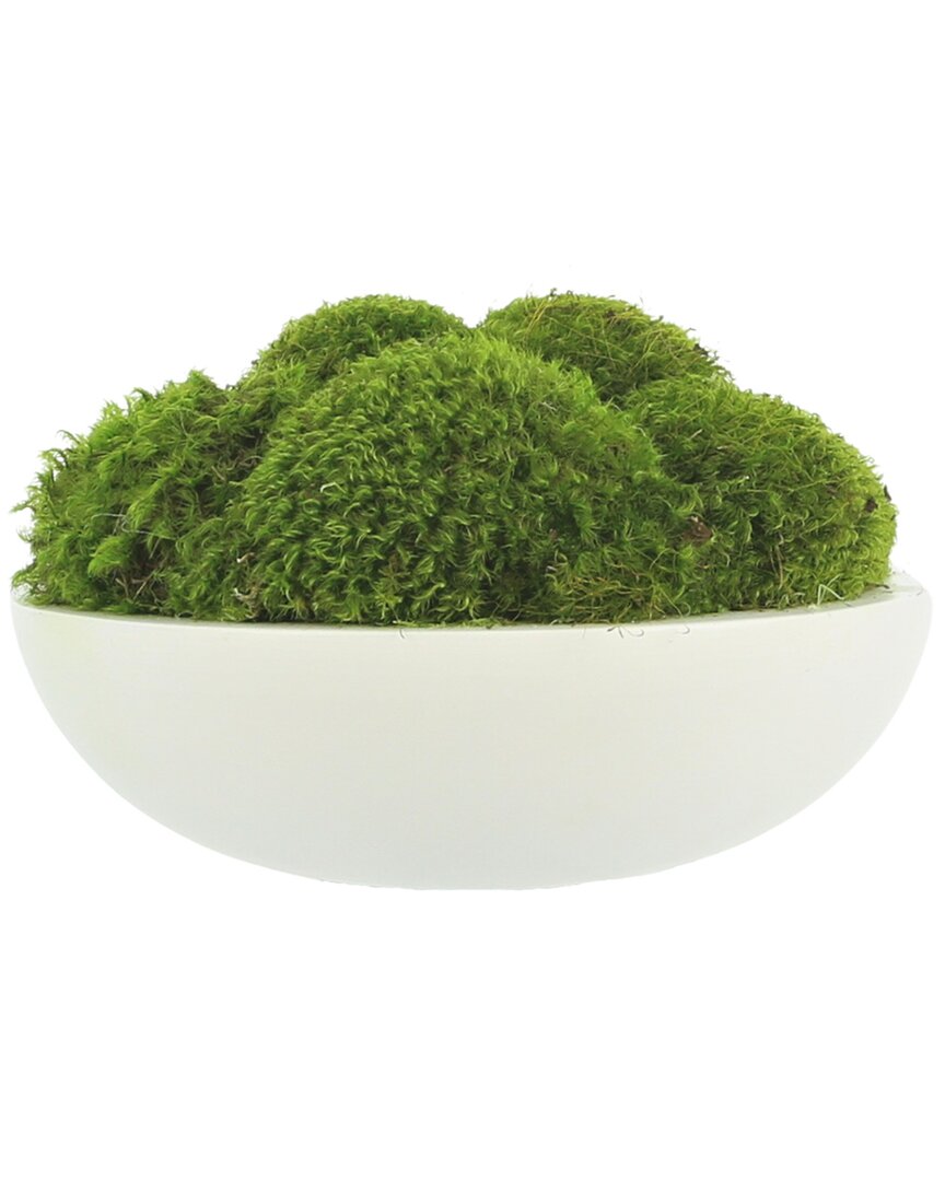 Creative Displays Green Mood Moss Arrangement