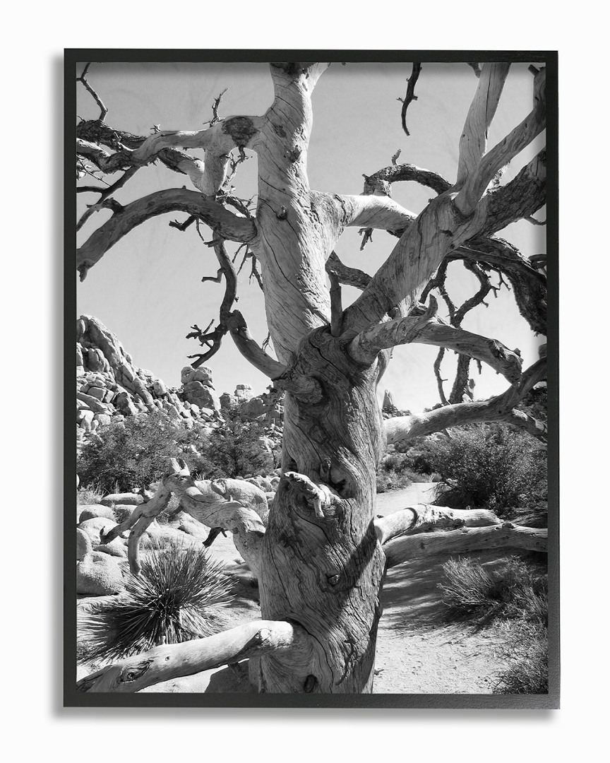 Stupell Desert Tree Photograohy By In House Art Framed Art