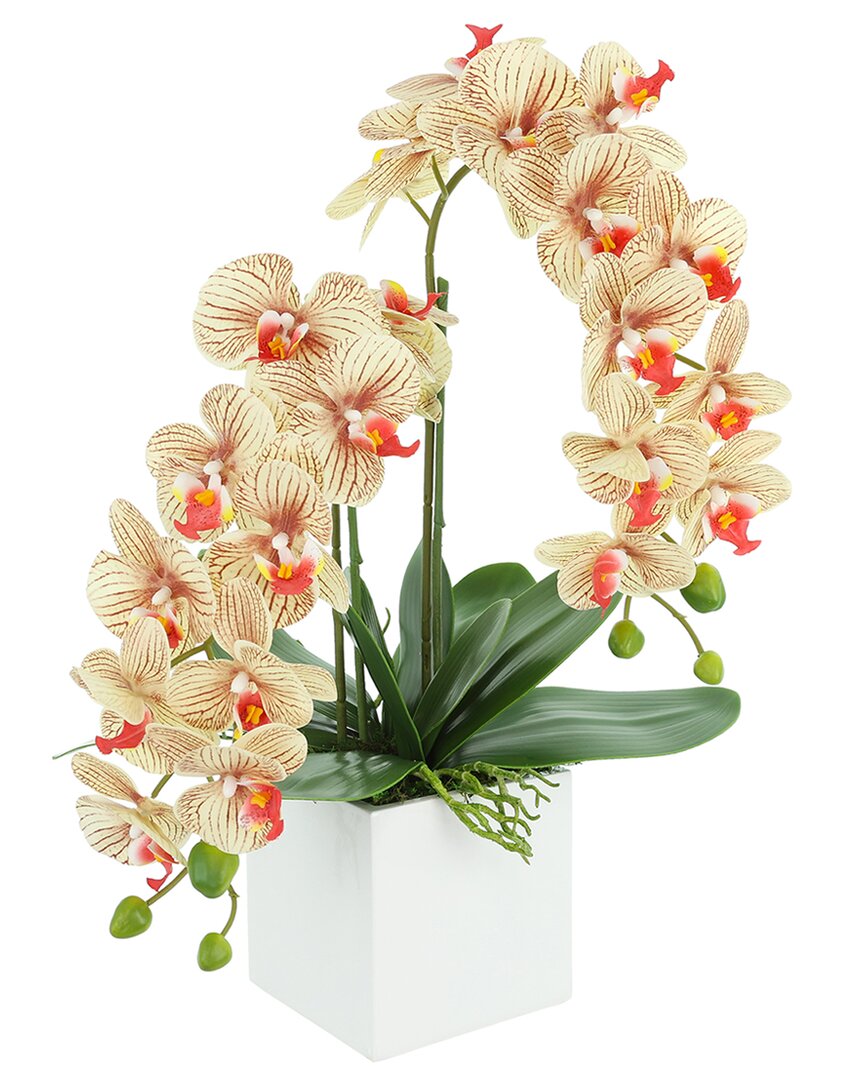 Creative Displays Contemporary Beige Orchid Arrangement In Square Fiberstone Pot In Brown