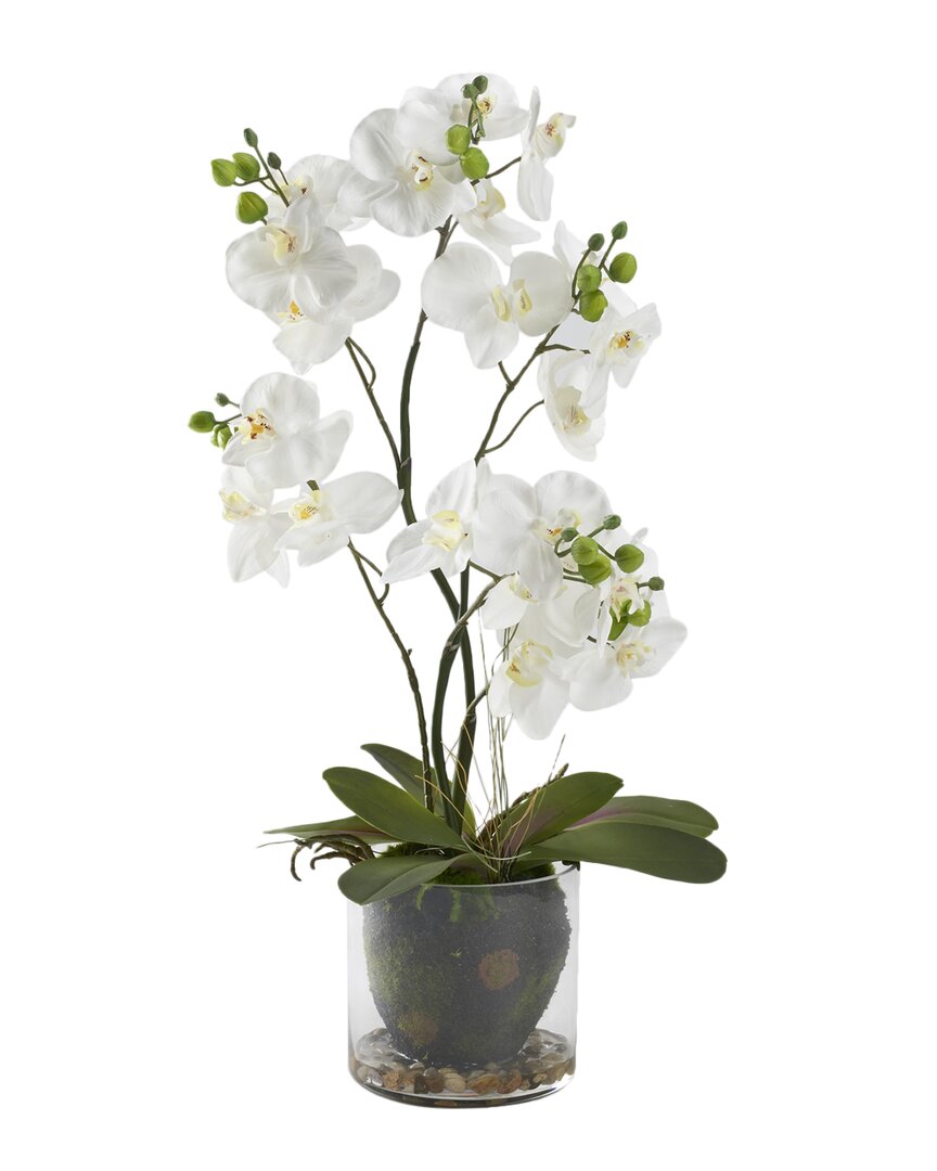 D&w Silks 24in Phael Orchids In Glass Bowl In White
