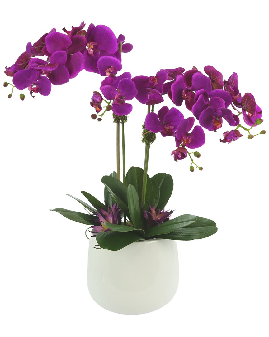 Creative Displays Purple Orchid & Succulent Floral Arrangement