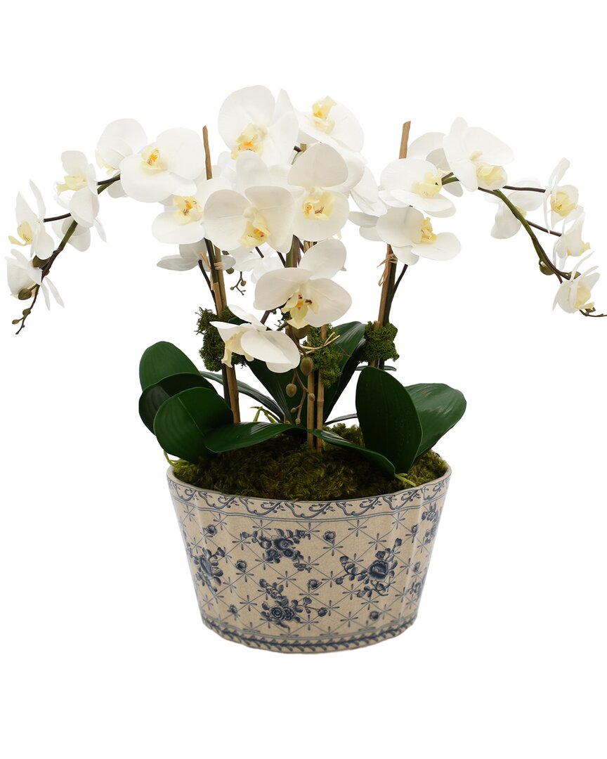 Creative Displays Orchids Arranged In Decorative Ceramic Planter In White