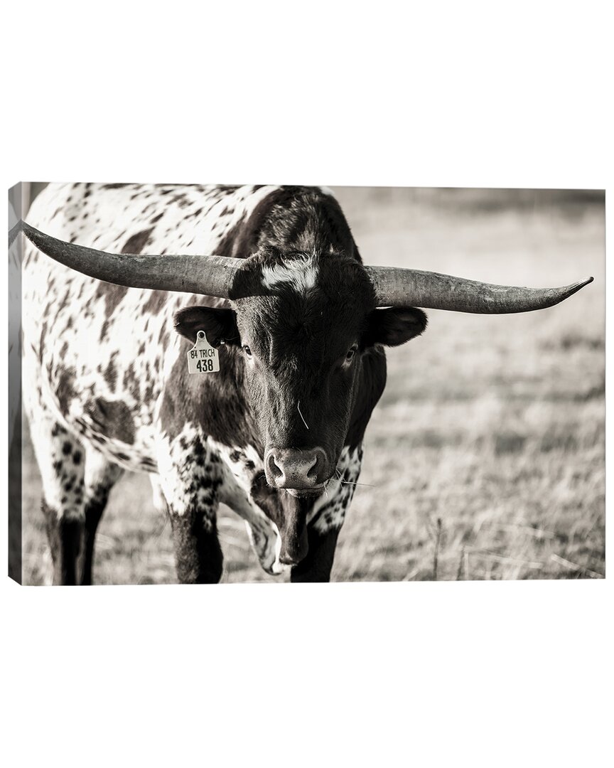Icanvas Longhorn Portrait By Tyler Stockton Wall Art