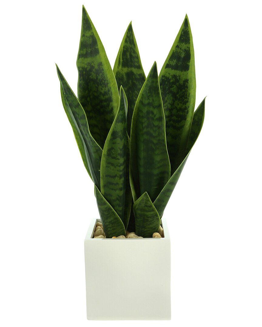 Shop Creative Displays Classic Snake Plant In Fiberstone Pot In Green