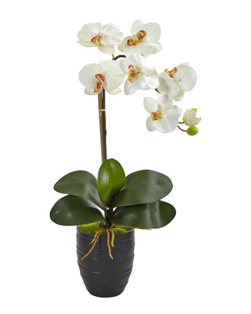 NEARLY NATURAL NEARLY NATURAL PHALAENOPSIS ORCHID IN BLACK VASE