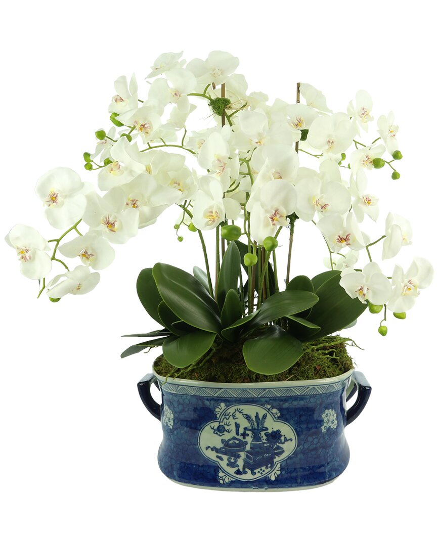 Creative Displays Orchids In A Blue Ceramic Planter With Handles In White