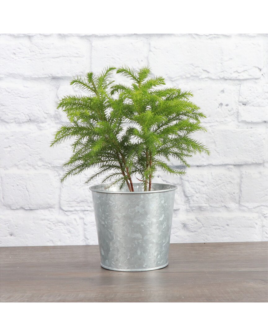 Thorsen's Greenhouse Live Norfolk Pine Treein Silver Metal Pot