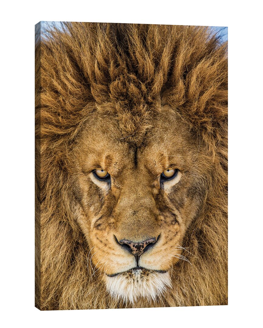 Icanvas Serious Lion By Mike Centioli Wall Art