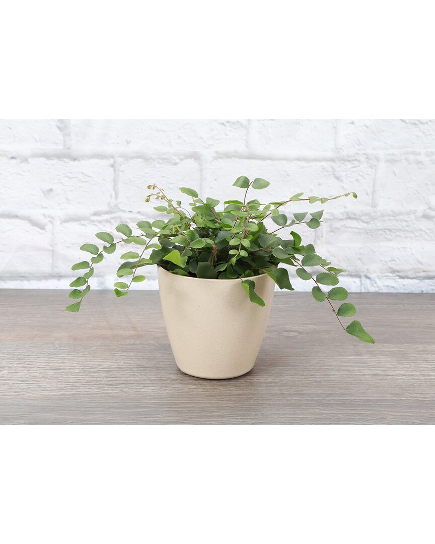 Thorsen's Greenhouse Button Fern In Natural Biodegradable Pot