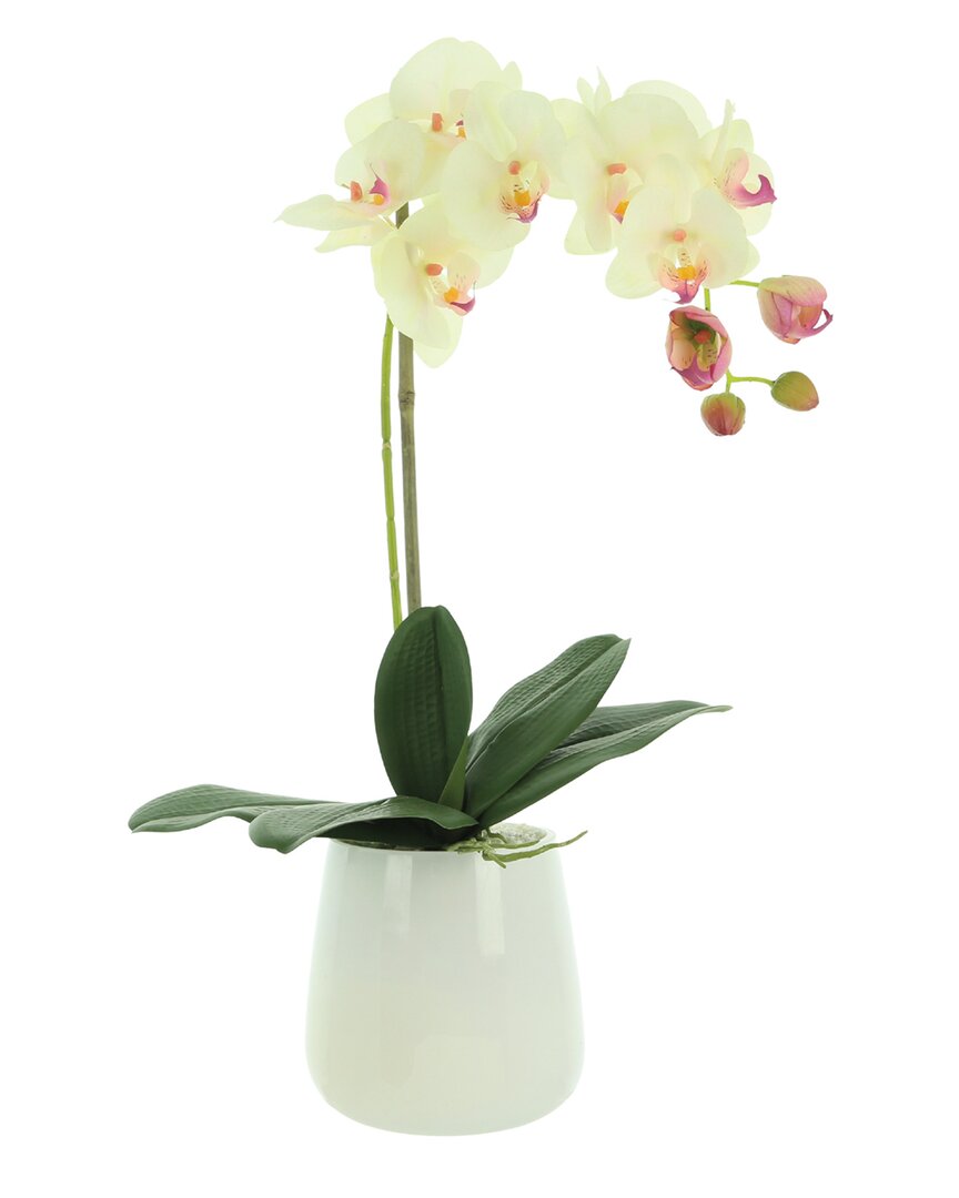 Creative Displays Orchid Arranged In Glass Pot With Rocks In Cream