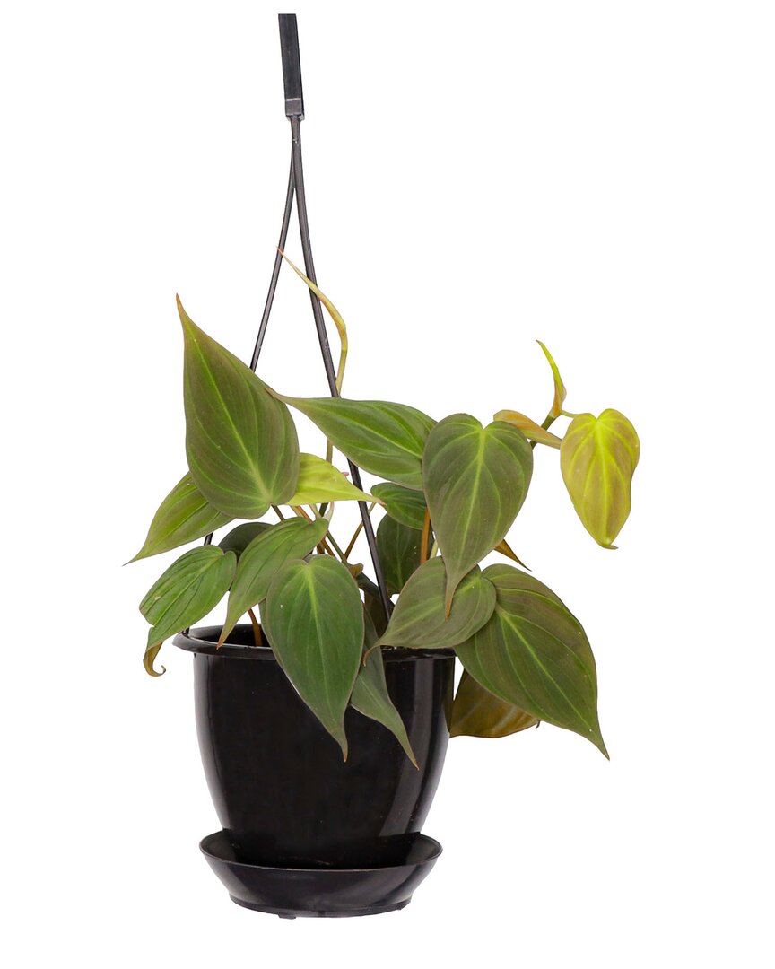 Thorsen's Greenhouse Live Philodendron Micans Plant In Hanging Pot In Black