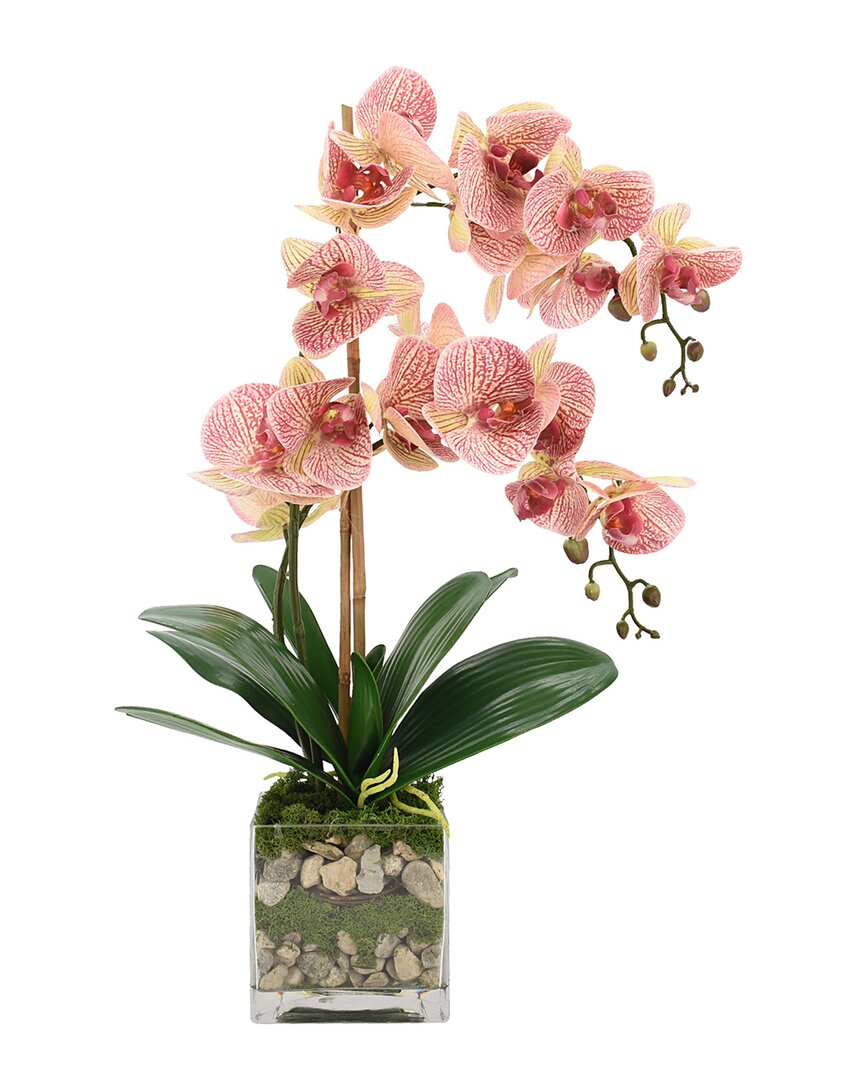 Creative Displays Orchid Floral In Glass Vase With Moss & Rocks In Pink