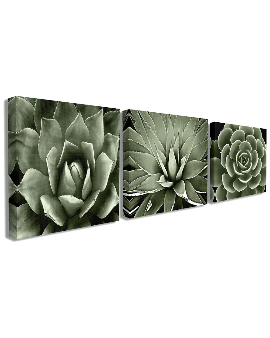 Stupell Home Decor Collection Black And White Contrast Succulent Bloom Trio 3pc Stretched Canvas Art Set