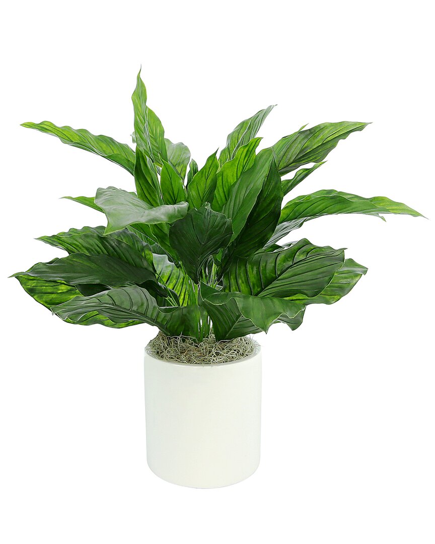 Creative Displays Uv Protected Outdoor Peace Lilly Plant In Green