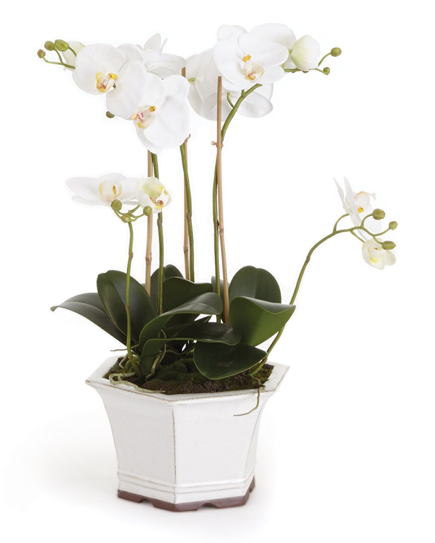 Napa Home & Garden Barclay Butera Phalaenopsis In Pot In White