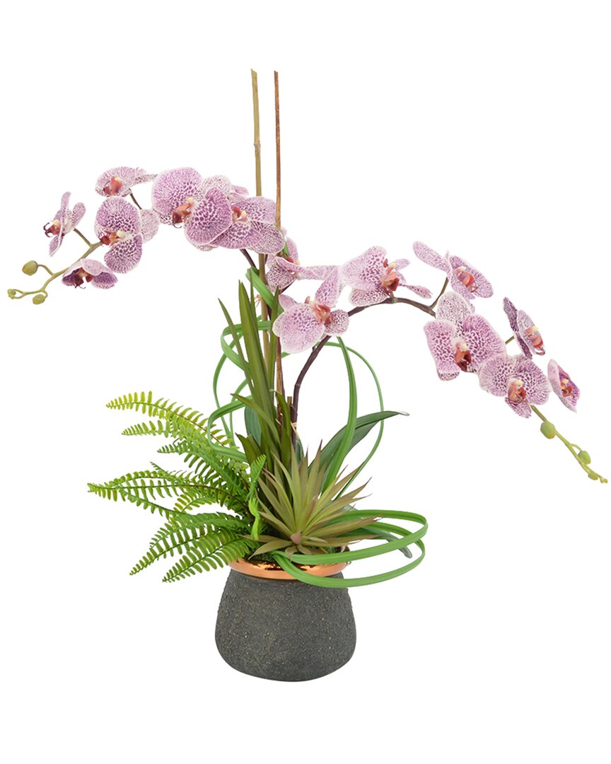 Creative Displays Lavender Orchid, Fern & Yucca Succulent Floral Arrangement In Multi